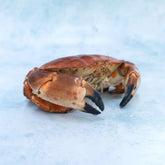 Whole English Crab - Cooked