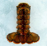Wild Raw Canadian Lobster Tails