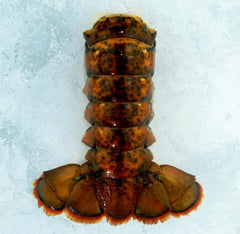 Wild Raw Canadian Lobster Tails