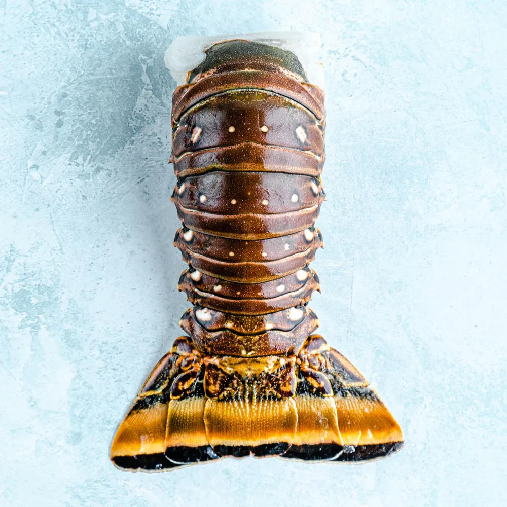 Wild Caribbean Rock Lobster Tail - 1 Tail