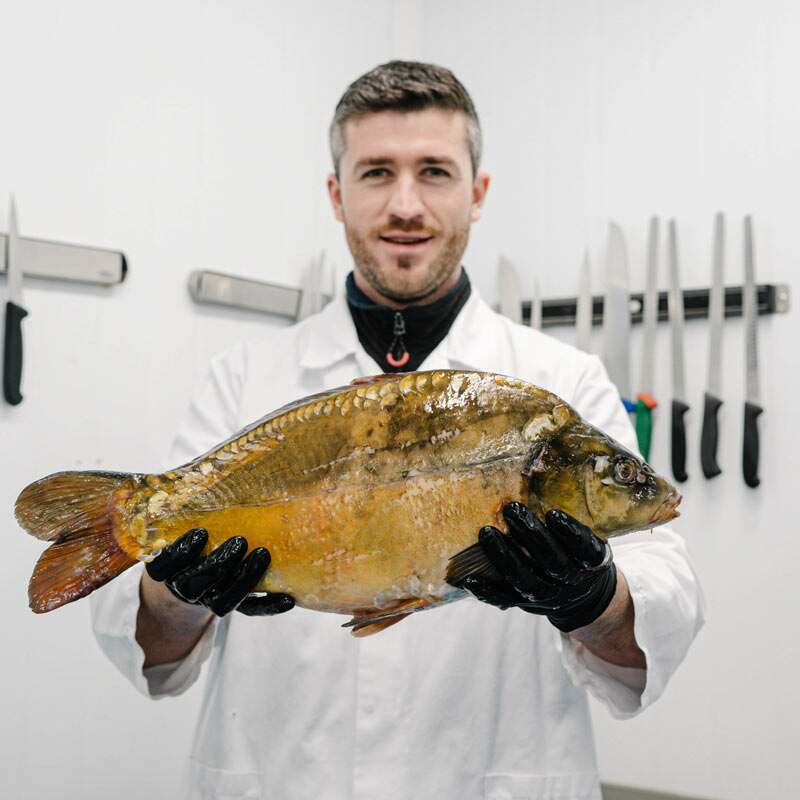 Whole Mirror Carp - Cleaned