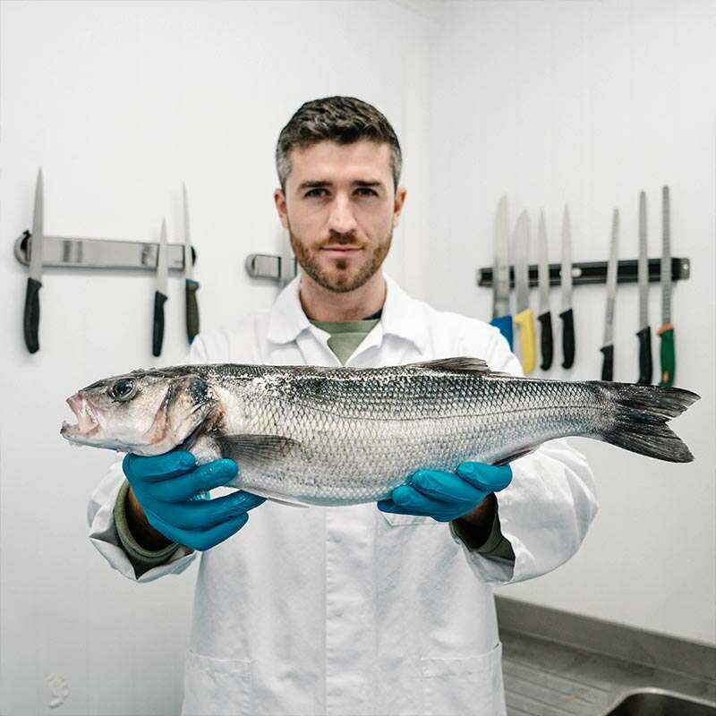 Wild British Sea Bass Fillets