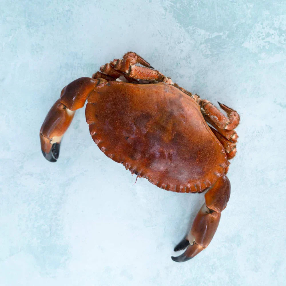 Whole English Crab - Cooked